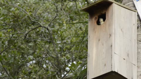 Wood Duck Babies Jump