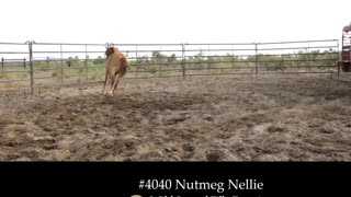 4040 Nutmeg Nellie - 2019 Wild Spayed Filly Futurity