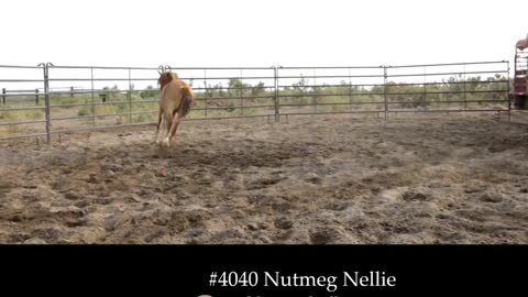 4040 Nutmeg Nellie - 2019 Wild Spayed Filly Futurity