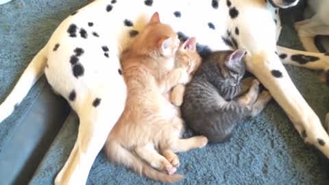 Dalmatians nap with litter of foster kittens