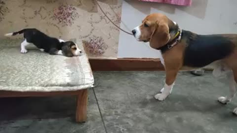 Deep conversation between father & daughter Leo & Lilly Leo The Beagle