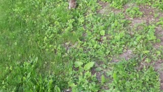 Bunnies hopping
