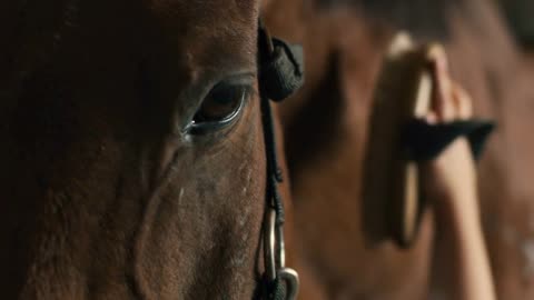 Obedient brown horse with bridle waiting for anonymous kid to brush coat in stable on farm