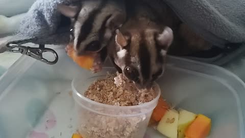 More happy noises from my sugar gliders