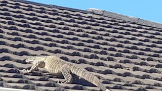 Monitor Lizard Walks on Roof