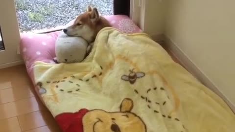 This Akita dog slept so soundly that he was indifferent even when the owner came