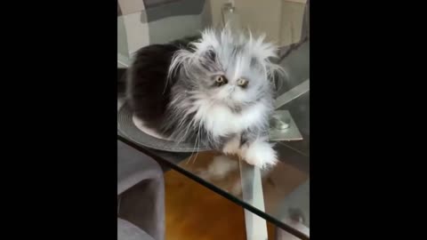 CATS IN CUTE AND FUNNY MOMENTS