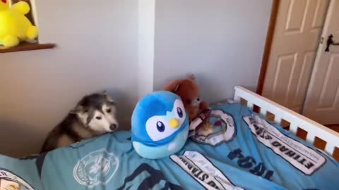 Hiding My Husky From My Adorable Baby!😂. [HUSKY HIDE & SEEK!!]