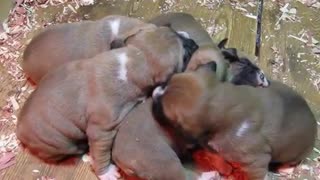 Sad Boxer Puppies