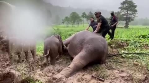 Elephant and CALF saved in dramatic rescue from manhole in Thailand