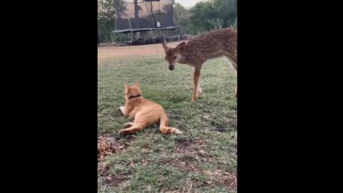 Curious fawn inspects friendly kitty 2022