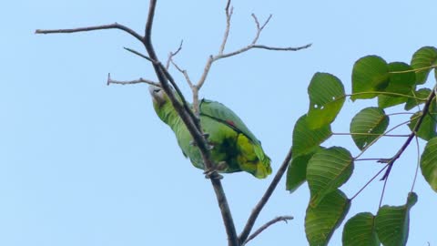 Beautiful Parrot was Filmed on the tree while Singing -