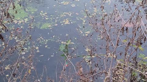 Swamp Rat At Cibolo Creek (Nutria)