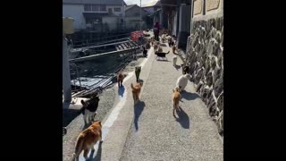 Clowder of Cats on Cat Island in Japan