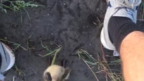 Duckling Hesitates to Leave Rescuers