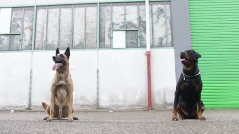 Rottweiler Vs Berger Belge Malinois