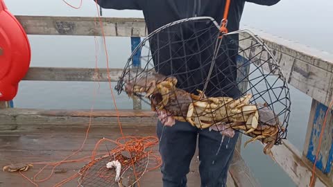 Big Crab 🦀 catching in Vancouver