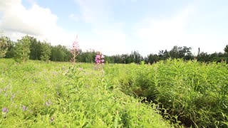 Fireweed in Alaska