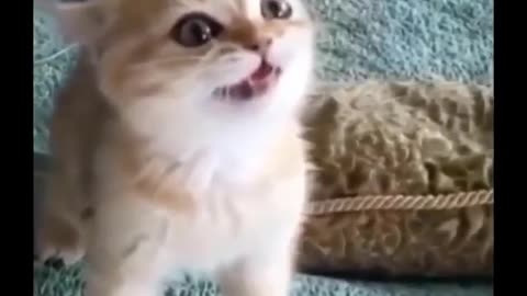 Funny cat moments🐈🐈 to make you smile😹😹