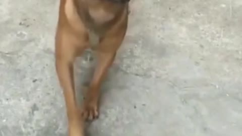 Wonderful skill of dog