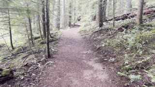 Hiking Very Old Growth Forest – Clear Lake Loop – Willamette National Forest – 4K