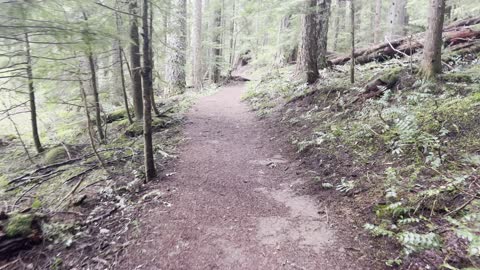 Hiking Very Old Growth Forest – Clear Lake Loop – Willamette National Forest – 4K