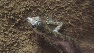 Water Anole Lizard Breathes Underwater