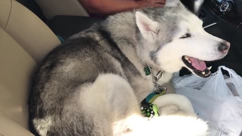 Stubborn Husky refuses to give up front seat