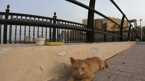 ED SHEERAN - Homeless cat in Ras Al Khaimah, UAE #cat #cats #EdSheeran #emirates #rak #ae #UAE #food