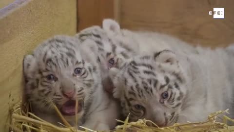 White tiger triplets are presented in Austria