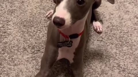 How dogs wish they could respond