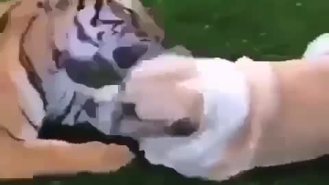 😱 tiger trying to make friends with dog❤️