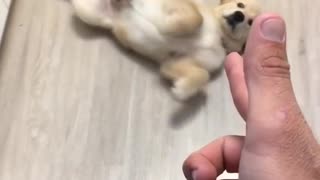 Puppy plays dead