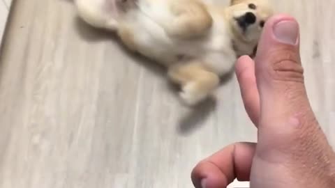 Puppy plays dead