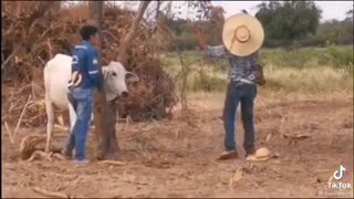 They want to help the cow, but watch the video