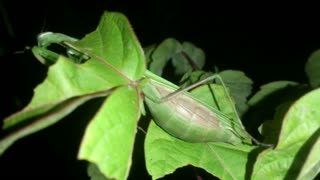 Praying mantis before laying eggs