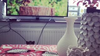 Cat Got Crazy After Watching Bird on Tv