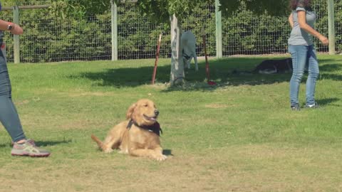 Meet The Puppies Training To Be Service Dogs with few simple tricks