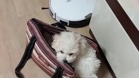 The puppy goes into the bag to go for a walk