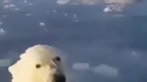 Funny polar bears
