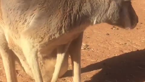 Cute Kangaroo Baby