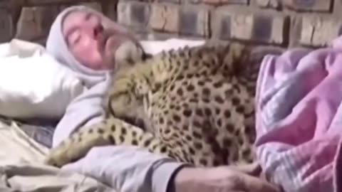 Sleeping With A Cheetah #shorts #shortvideo#video #virals #videoviral