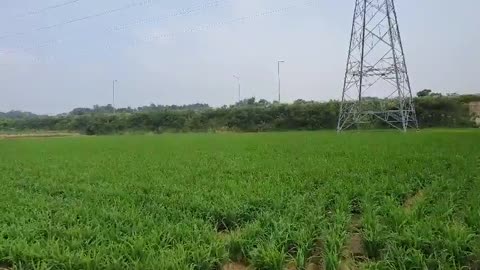 rural scenery, rice paddies