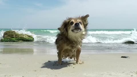 Very Cute dog shaking off the water on the beach