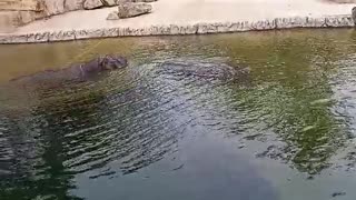 Hippos lie comfortably in the water