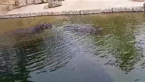 Hippos lie comfortably in the water