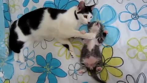 Tiny Kitten Was Having A Bad Dream. Now Keep Your Eyes On Mommy… Adorable!