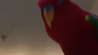 Parrot mimics the sound of the engine starting