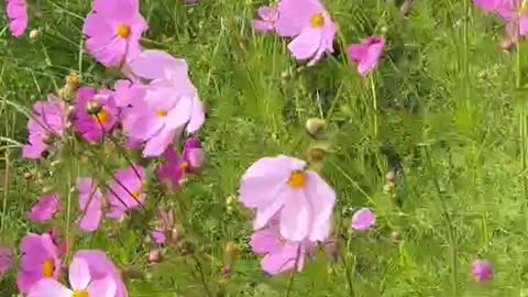 Small pink flowers blown by the wind