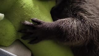 Rescued Raccoon Loves Her Toy